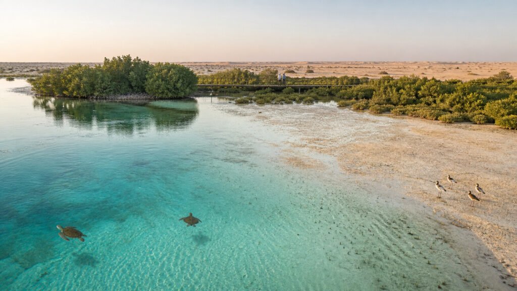 Mangroves, sea turtles and migratory birds in a coastal habitat in Abu Dhabi